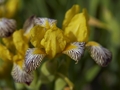 Iris variegata Kosaciec